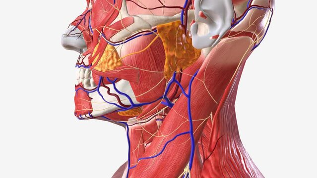 The parotid glands are salivary glands that sit just in front of the ears