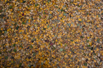 yellow autumn fallen leaves lie on the water surface of the lake. view from above