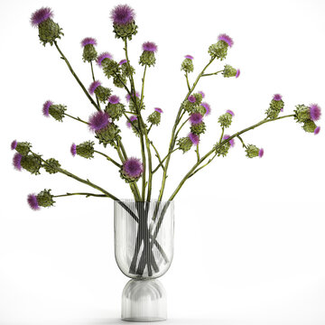 Beautiful green bouquet of Thistle thorn in a glass vase isolated on white background