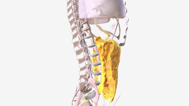 The abdominal viscera can be divided anatomically by their relationship to the peritoneum