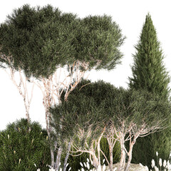 beautiful plants alpine hill pine bonsai bushes grass  on a white background © Yurii