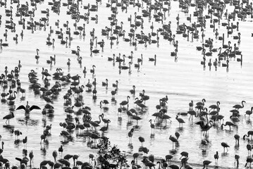 pattern of birds floating in river