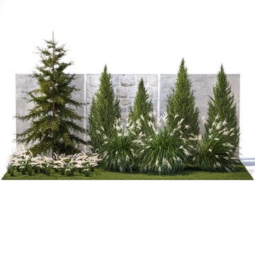 garden trees thuja cypress spruce pine miscanthus on a white background
