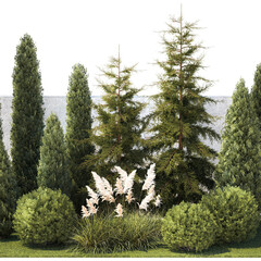  Garden with thuja cypress tree and pampas grass reed grass on a white background