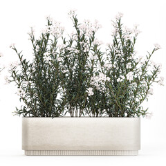 Beautiful bushes with white Nerium oleander flowers in pots on a white background