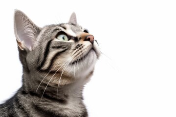 Cat photo realistic illustration - Generative AI.