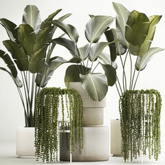 Beautiful Strelitzia and Calathea lutea plants in a flower pot on a white background