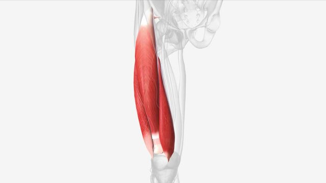 The quadriceps femoris muscle 3d