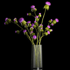 Beautiful green bouquet of Thistle thorn in a glass vase on a black background