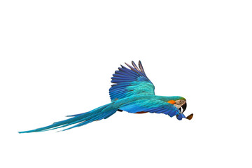 Colorful flying parrot isolated on transparent background png file
