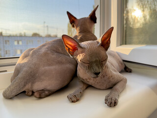Cats fell asleep on the windowsill. Sphinx cats on the window.