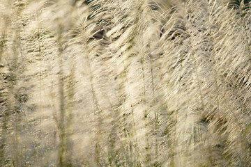 reeds grass