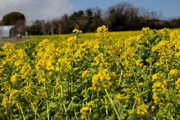 菜の花畑