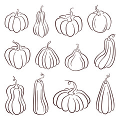 Set of various hand drawn pumpkin in line art style. Autumn sketch for Halloween, Thanksgiving design elements. Vector illustration isolated on a white background.
