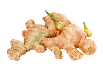 Watercolor illustration of a ginger, isolated on white background.