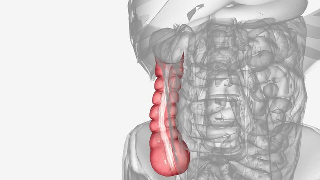 The ascending colon is the first section of the colon