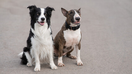 Black and white border collie and brindle bull terrier sit on a walk. 