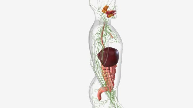 Digestive System and Lymphatic System