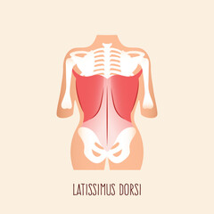 Latissimus dorsi muscle on human body. Vector illustration.