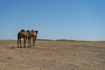 asian camels in a desert sitting in a group
