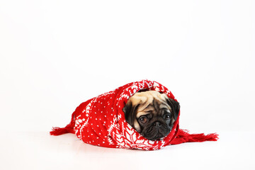 Pug puppy is wrapped in red scarf.Winter cold.Dog warms up from cold.Isolated object.Knitted scarf....