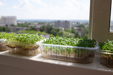 juicy fresh microgreens growing on a windowsill overlooking the city