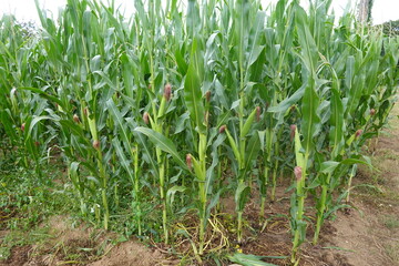 corn cultivation, corn cobs to harvest in corn field. cob detail