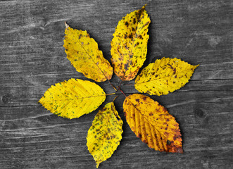 Yellowed leaves arranged in a circle on planks. Autumn arrangement