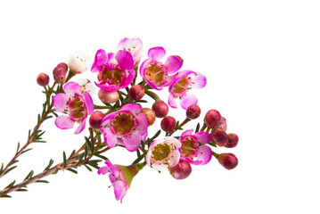 Chamelaucium flowers isolated