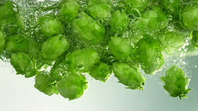 Super Slow Motion Shot of Ripe Beer Hops Falling into Water on Light Background at 1000fps.