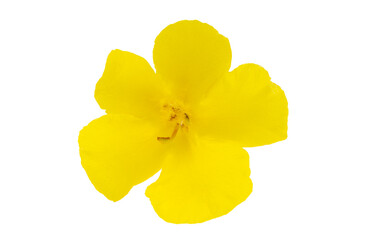 yellow mullein yellow flower isolated