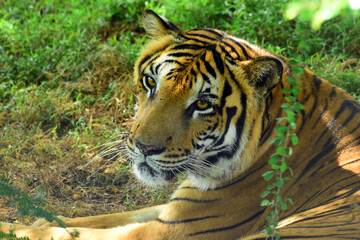 Bengali tiger lying under a tree close-up captured at Ridiyagama safari Sri Lanka.