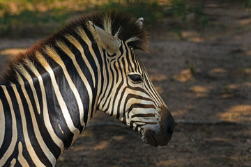 Fototapeta na wymiar Zebra close-up captured at Ridiyagama safari Sri Lanka.