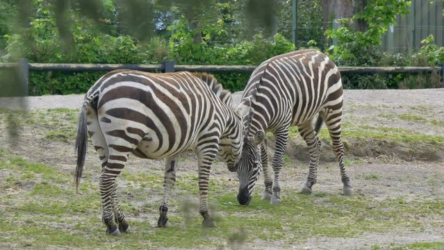 A dazzle of Zebras (Equus quagga) in captivity eating grass. Dublin Zoo animals