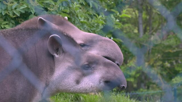 Two Brazilian Tapirs (Tapirus terrestris) captive in Ireland&rsquo;s Dublin Zoo