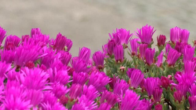 Pink carpet of small delosperm plants with the pink flower