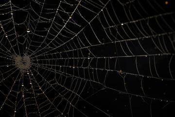 Obraz premium Bright Spider Web On A Dark Black Background Created With The Help Of Artificial Intelligence