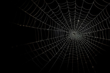 Bright Spider Web On A Dark Black Background Created With The Help Of Artificial Intelligence