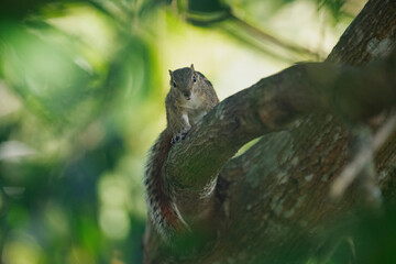 Squirrel on a branch of a mango tree in my garden at Galle Sri Lanka.