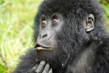 Gorilles de montagne dans la région des volcans dans le sud de l'Ouganda près de la ville de Kisoro