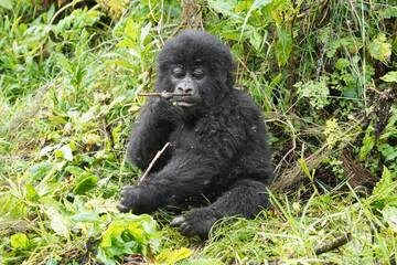 Gorilles de montagne dans la région des volcans dans le sud de l'Ouganda près de la ville de Kisoro