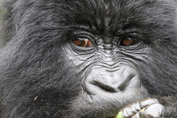 Gorilles de montagne dans la région des volcans dans le sud de l'Ouganda près de la ville de Kisoro