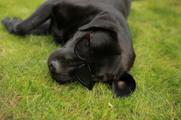 beautiful black labrador dog in black sunglasses lies on green grass