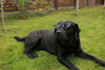 beautiful black labrador dog in black sunglasses lies on green grass