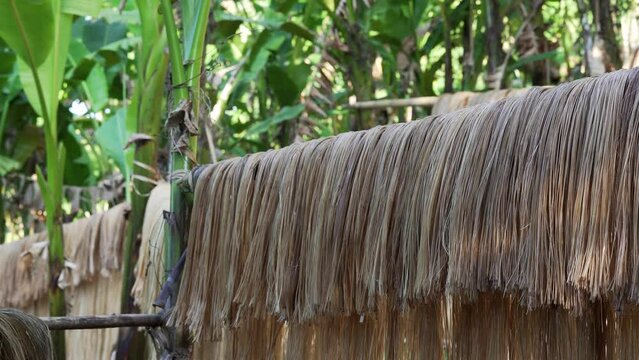 Static shot of thick abaca bundle fibers hanging to dry in rainforests of Virac, Catanduanes, Philippines.