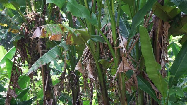 Static wide shot of lush abaca trees in a tropical jungle in Catanduanes, Philippines.