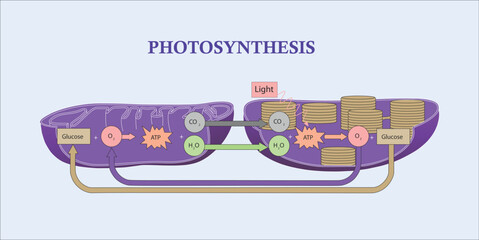 Photosynthesis