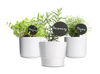 Different green herbs with tags in pots isolated on white