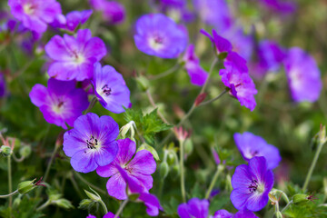 Geranium magnificum, purple cranesbill in the garden