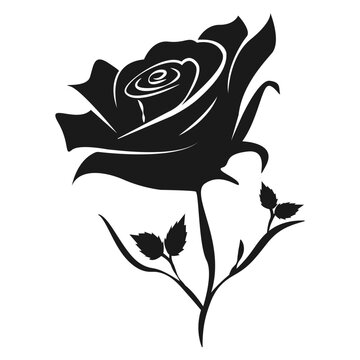 the beautiful rose vector illustration